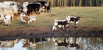 Pasture