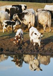 Pasture