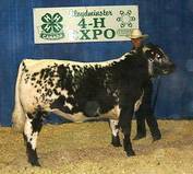 Cattle Show