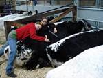 Girls and bulls