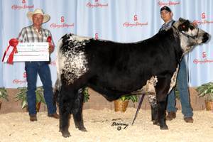 Showing Cattle