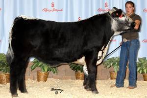 Showing Cattle