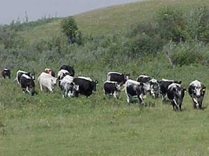Pasture