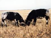 Bulls