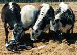 Cows