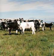 Pasture