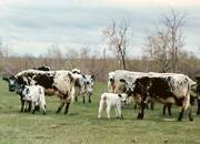 Cow/Calves