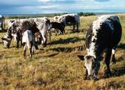 Grazing