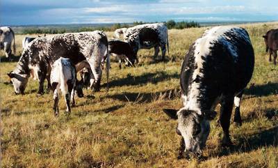 Pasture