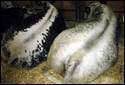 Agribition