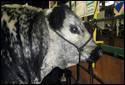 Agribition