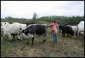 Annie with Cows