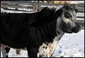 Cattle Head