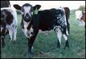 Speckle Calf