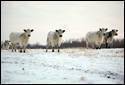 Pasture